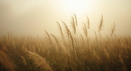 Naklejka premium Softly focused tall grass highlighted by warm sunlight in a foggy early morning setting