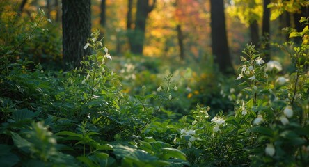 Fototapeta premium Lush green forest garden featuring delicate white flowers amid colorful seasonal backdrop