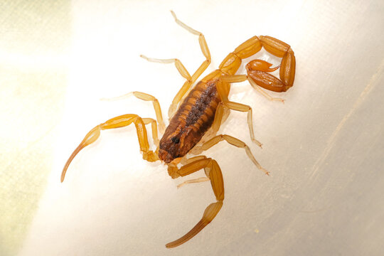 Tityus carriloi, a highly venomous, medically significant scorpion.