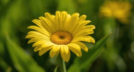 Fototapeta premium Close up of a bright yellow daisy flower in sunlight
