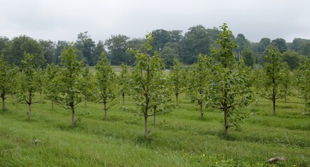 Assortment of young trees in green open spaces aligned with nature preservation and agricultural growth