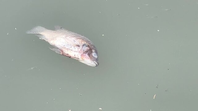 Video of dead fish floating in murky river water highlighting pollution contamination and environmental crisis