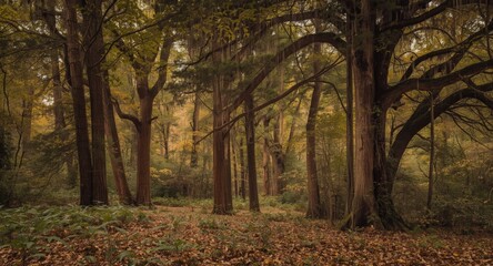 Obraz premium Sprawling woodland with massive tree growth