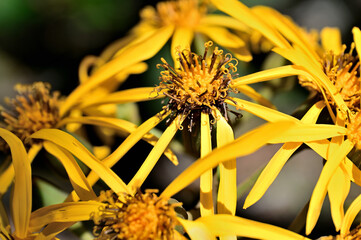 御坂山地の黒岳　キク科　マルバダケブキの黄色の花
