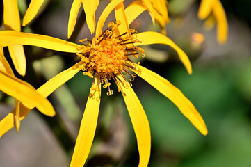 御坂山地の黒岳　キク科　マルバダケブキの黄色の花
