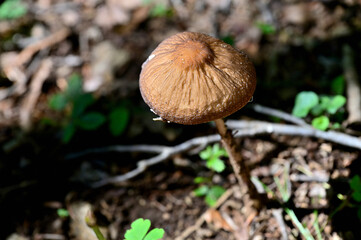御坂山地の黒岳　ムジナタケ
