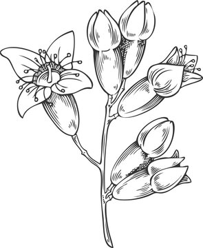 Sandalwood Sketch Images – Browse 372 Stock Photos, Vectors, and