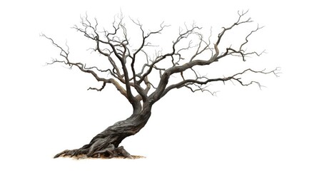Obraz premium Single dead tree with twisted branches on stark white background