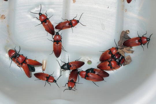 The effect of trapping in a pheromone trap. Rusty click beetle, Elater ferrugineus. An interesting, unusual color pattern on the bark of an oak tree trunk. A rare, protected insect species.