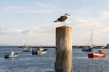 Seagull on harbor post with anchored fishing vessels