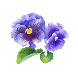 青紫色パンジーの水彩イラスト　春の花苗