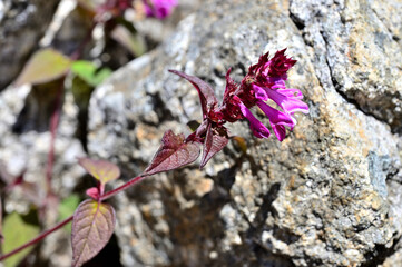 御坂山地の釈迦ヶ岳に咲く　ママコナ
