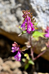 御坂山地の釈迦ヶ岳に咲く　ママコナ
