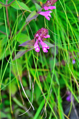 御坂山地の釈迦ヶ岳に咲く　ママコナ
