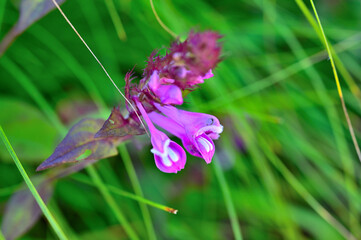 御坂山地の釈迦ヶ岳に咲く　ママコナ
