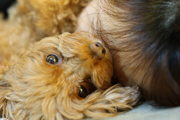 飼い主と戯れているトイ・プードル