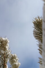 Snowy winter scene with hoarfrost on branches. Frozen plants, icy texture, minimal natural background with copy space.
