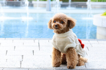 噴水のある公園で散歩をしているトイ・プードル