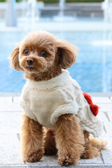 噴水のある公園で散歩をしているトイ・プードル