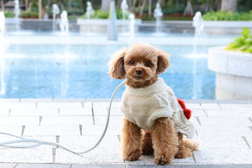 噴水のある公園で散歩をしているトイ・プードル