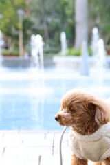 噴水のある公園で散歩をしているトイ・プードル