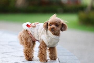 きれいな公園を散歩しているトイ・プードル