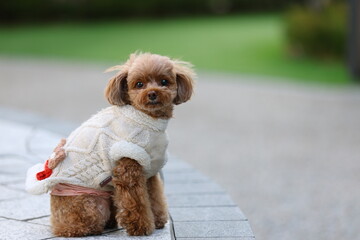 きれいな公園を散歩しているトイ・プードル