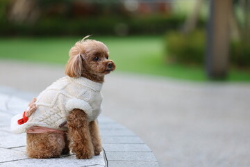 きれいな公園を散歩しているトイ・プードル