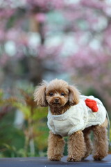 河津桜が咲く公園を散歩しているトイ・プードル