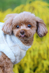 きれいな公園を散歩しているトイ・プードル