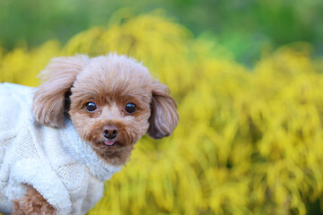 きれいな公園を散歩しているトイ・プードル