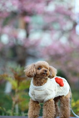 河津桜が咲く公園を散歩しているトイ・プードル