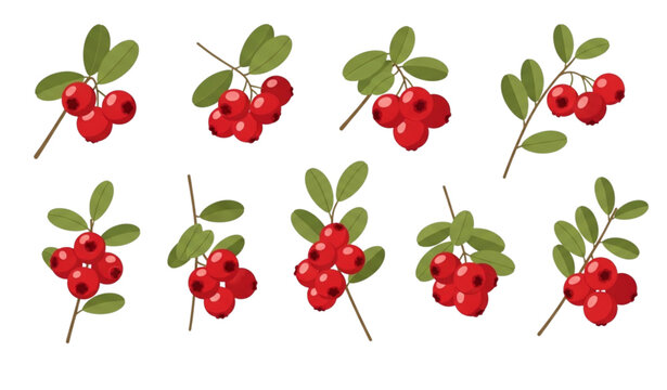 Flat lingonberry twig vector set with red cowberry fruits and green leaves isolated on white background