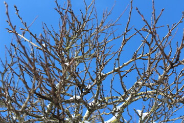 Obraz premium Snow on tree branches. Minimal winter background with frozen details and seasonal atmosphere.