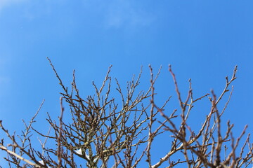 Obraz premium Snow on tree branches. Minimal winter background with frozen details and seasonal atmosphere.