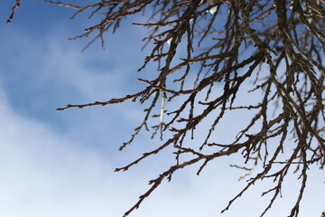 Obraz premium Snow on tree branches. Minimal winter background with frozen details and seasonal atmosphere.