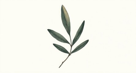 Fototapeta premium Realistic olive branch sketch ideal for poster backgrounds and label prints
