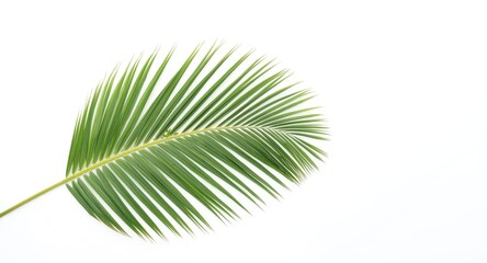 Obraz premium single tropical palm frond with intricate clipping design on a white backdrop