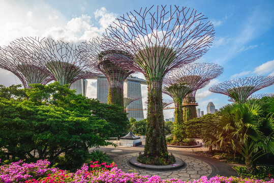 February 6, 2020: Supertree grove at marina bay garden in singapore, were conceived and designed by Grant Associates. Each supertree has its own planted character and specific environmental function.