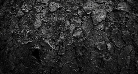 Obraz premium detailed pine bark burnt wood texture background in textured black and white style