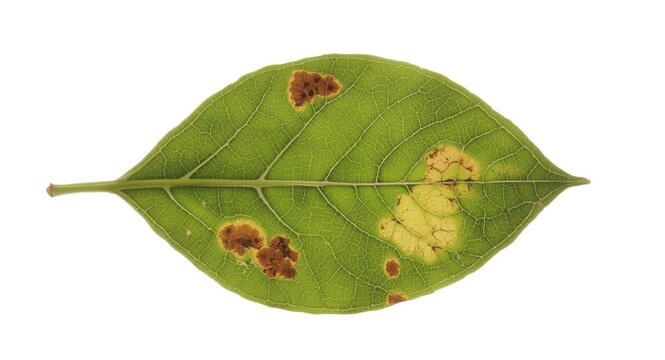 Isolated image of potato leaf with early blight fungal disease on white background for research