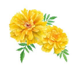 黄色いマリーゴールドの水彩イラスト　春の花苗