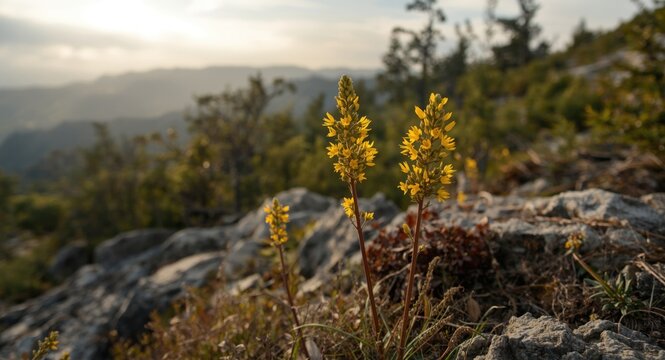 Wild terrain featuring the esteemed medicinal plant Inula helenium