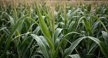Obraz premium Maize plant leaves bending softly in a breezy cornfield with green stalks