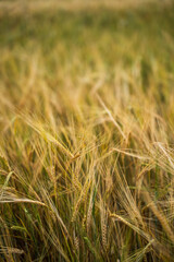 Fototapeta premium Golden barley field swaying in the wind, symbolizing agriculture, harvest, sustenance, and the bountiful process of growing cereal grain and food outdoors