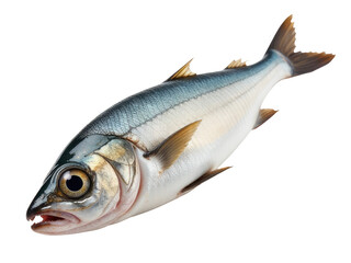 A fish lying down on a white surface