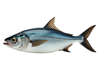 A single fish swimming near the edge of a white surface, possibly a plate or a stone