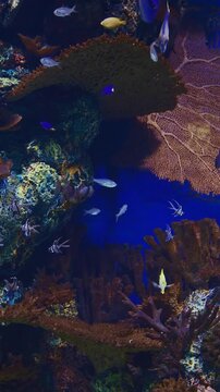 Large Underwater Aquarium With Variety Of Colorful, Vibrant Tropical Fish Swimming Among Corals. Ocean Animal, Aquatic Life. Diverse Underwater World. Pyramid Butterflyfish Swim In Underwater Aquarium
