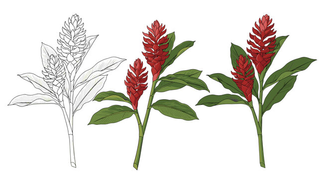 A set of red ginger flower illustrations, including a black and white outline and two full-color versions with green leaves.