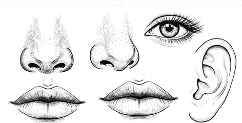 Human Facial Features Anatomy Set with Eye, Nose, Ear and Lips Engraving Style Line Art Illustration for Medical Study, Cosmetic Design and Education © Tanjuma